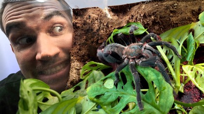 A w takim terrarium to sam bym zamieszkał  Budowa mini dżungli + przeprowadzka