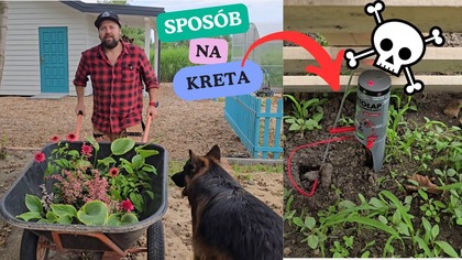 Robimy kolejną rabatę wokół paleniska. Tym razem rabata jest między drzewami. Znaleźliśmy w końcu skuteczny sposób na nornice i krety.

Link
https://allegro.pl/oferta/nowosc-kretolap-target-zestaw-2w1-pulapka-na-krety-zwalcza-kreta-karczownik-17716587255?utm_mediumafiliacja&utm_sourcectr_2&utm_campaign4df8210a-67e5-4233-9578-8a3220f0b424&utm_contentfa300a3a0250#