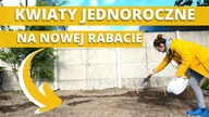 KWIATY JEDNOROCZNE.  Zakładam NOWĄ RABATĘ z kwiatów jednorocznych - słoneczniki, maciejka i inne