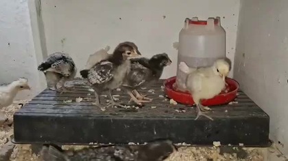 W Garden kuRaż * polka dot hens * 16.  08.  2025