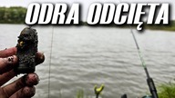 520 SZARO, BURO I BIORĄ - ROWY WROCŁAW