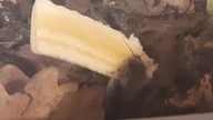 Karaczany ozdobne Gyna caffrorum (Ghost Porcelain Roaches)