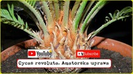 Odc-356-Cycas revoluta-sagowiec odwinięty. Uprawa, podlewanie, nawożenie, zimowanie, pielęgnacja