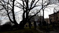 Obrona dębu Karlik w Gogolinie