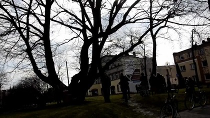 Obrona dębu Karlik w Gogolinie