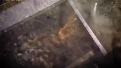 Sama prawda - Potwór z Loch Ness [Lektor PL]