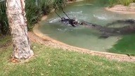 Tymczasem w Australii