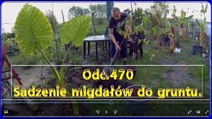 Odc. 470-Sadzenie migdał&oacute;w z pestki do gruntu + uprawa, nawożenie.  Migdał z pestki.