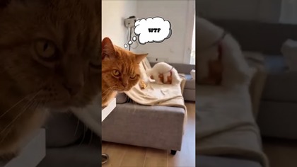 To spojrzenie...  #kot #pies #dog #cat #zabane #funny #śmiesznefilmiki #haha #laugh #humor #short