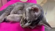 Cute & Funny Cats Compilation 2026 
