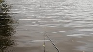 Live Test - Klasyczny Feeder