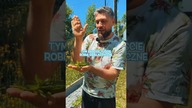 Miętowa yerba mate na lato  prosty przepis na orzeźwienie! 