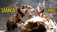 Afrykańskie igraszki - niebezpiecznie zbliżenia pary Ceratogyrus darlingi