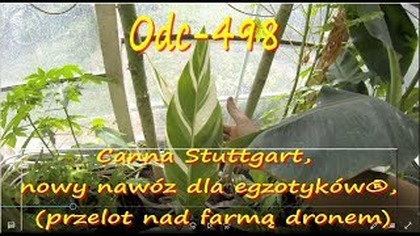 &reg;Odc-498-Canna Stuttgart uprawa, nowy naw&oacute;z dla egzotyk&oacute;w, (przelot nad farmą dronem)