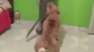 Pitbull z maczetą