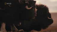 Kr&oacute;lestwo Białego Wilka (2019) (E02) LektorPL