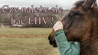 O EHV bardzo w skrócie...