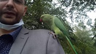 parrots / papugi