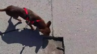 Finish Tolka # #chihuahua