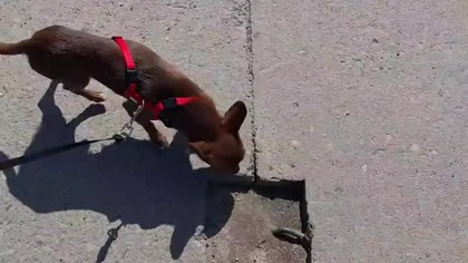 Finish Tolka # #chihuahua