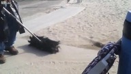 Zamiatanie plaży