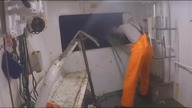 LiveLeak - Catching and Processing Fish Right on Ship