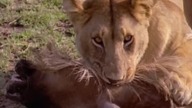 Afryka Serengeti (film dokumentalny) - seria IMAX