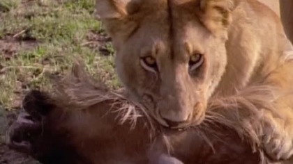 Afryka Serengeti (film dokumentalny) - seria IMAX