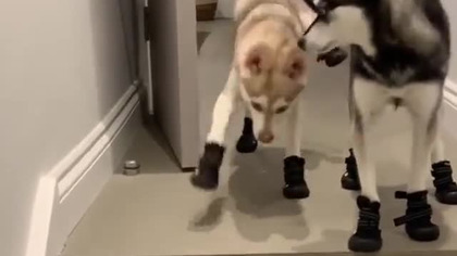 Husky w butach