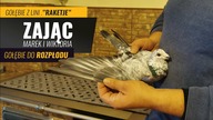 Z wizytą u hodowcy Marek Zając- PZHGP oddział 0370 Żary - Gołębie do Rozpłodu