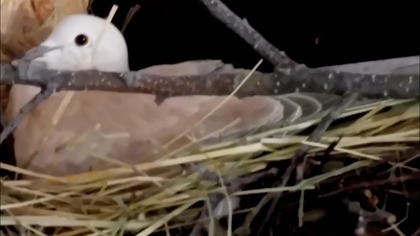 Partyzantka u Fusa, Murarki, i oby do wiosny...  