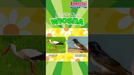 Które ptaki wracają z ciepłych krajów?  Zagadkowa wiosna 