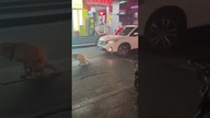 Każdy ma takie chwile, że potrzeba go przyciśnie.  Ten pies przy okazji wywołał korek...  #lol #viral
