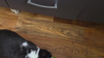 Myślałem, że chce sałatę ZOBACZ CO ZROBIŁ 