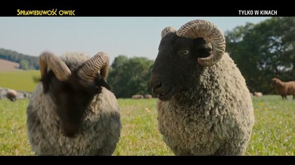 Sprawiedliwość owiec - tylko w kinach