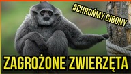 10 ZWIERZĄT ZAGROŻONYCH WYGINIĘCIEM