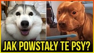 10 HISTORII POWSTANIA RAS PSÓW