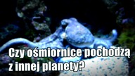 Naukowcy udowadniają pozaziemskie pochodzenie ośmiornic