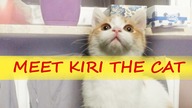 Kot z piekła rodem - Kiri the Cat #2