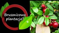 Czy zakładać plantację borówki brusznicy?