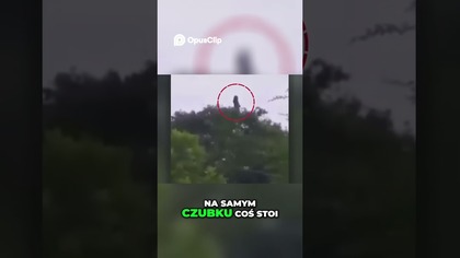 Tajemniczy Obiekt Na Drzewie Co Zobaczyło Społeczeństwo