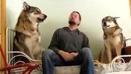 Wilcze plemię