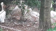 Pelecanus onocrotalus - preeing & curious feeding behaviour