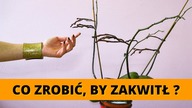 Dlaczego STORCZYK nie kwitnie? Jak pobudzić storczyki do kwitnienia ?