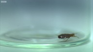 A Bedbug's Bite