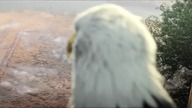 Thomas Bergersen-Cry