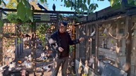 W Garden kuRaż * Remont woliery dla papug