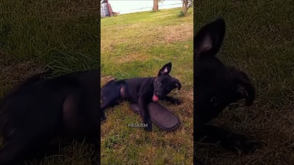Nikt nie będzie mówił Neli, co ma gryźć!  Bunt psa! #shorts