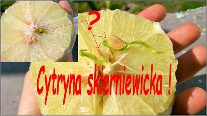 66 Cytryna skierniewicka.  Pestka wypuściła korzenie w cytrynie !!