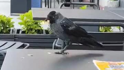 Kawka je kebaba z Zahira